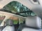2023 Audi Q5 45 S line Premium Plus quattro